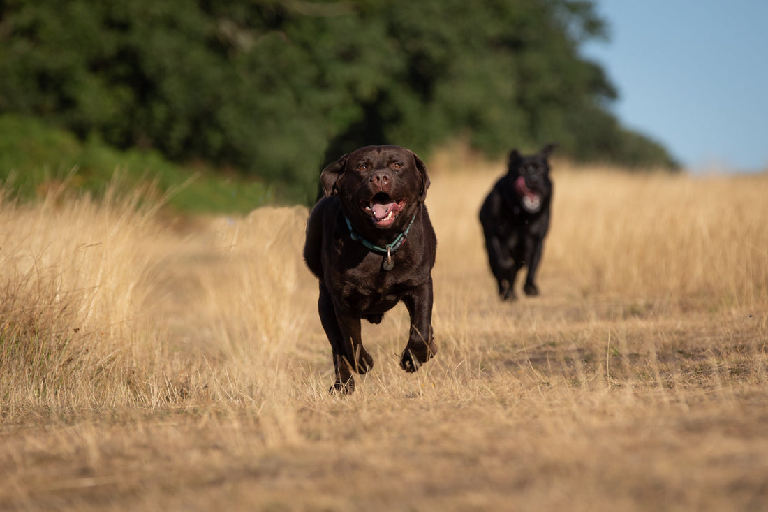 January is Walk Your Dog  Month